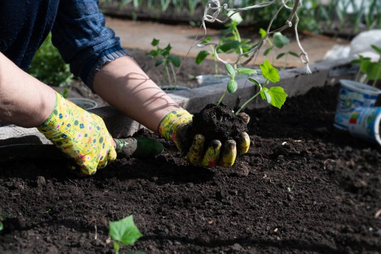 Wermikulit vs. perlit – co dodać do podłoża?
