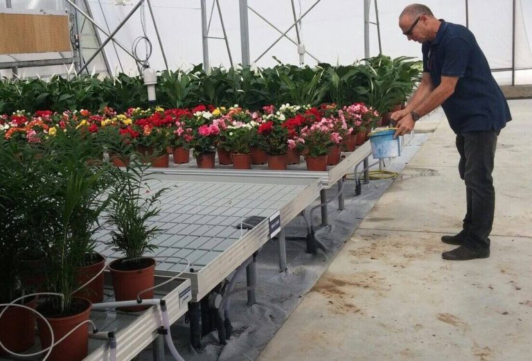 Ukorzenianie sadzonek – perlit jako idealne, sterylne medium do klonowania roślin