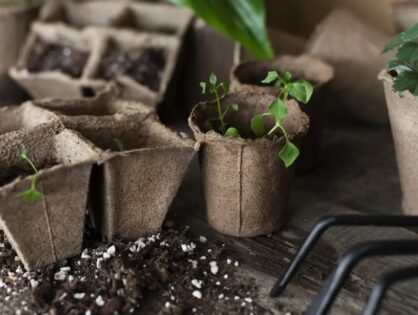 Ratunek dla przelanych roślin – jak perlit pomaga walczyć z gniciem korzeni?